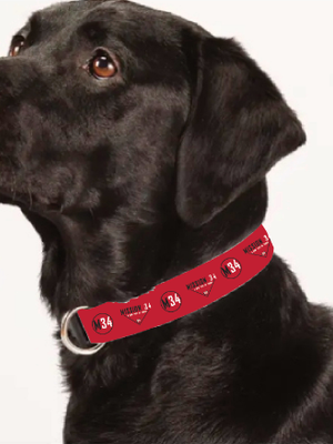 Dog Collar