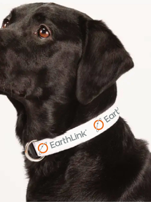 1" Wide Adjustable Pet Collar